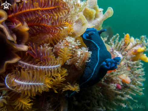 A Tambja capensis | Black Nudibranch