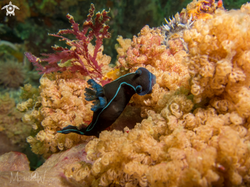 A Black Nudibranch