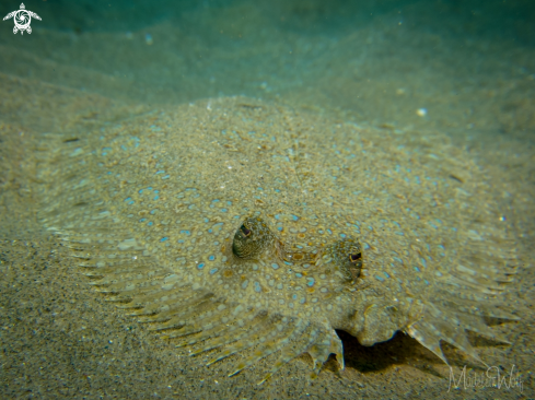 A Flat fish / Sole