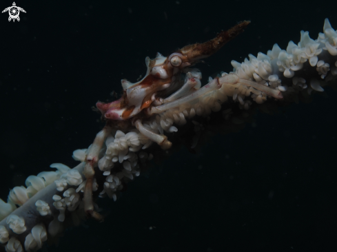 A Xenocarcinus tuberculatus | Wire Coral Crab