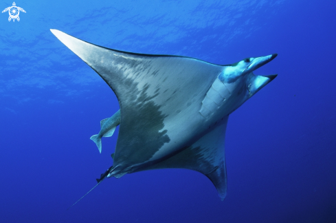 A mobula