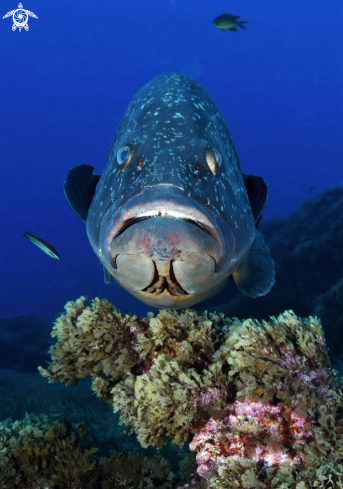 A Epinephelus marginatus | Grouper