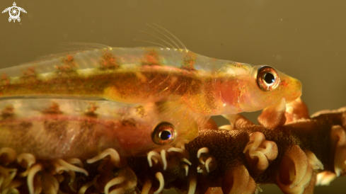 A Bryaninops yongei | Whip coral goby