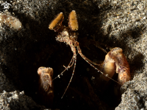 A Spearing mantis shrimp