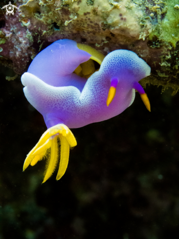 A Chromodoris bullocki | Pink dorid nudibranch