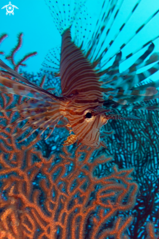 A Pterois volitans | Lionfish