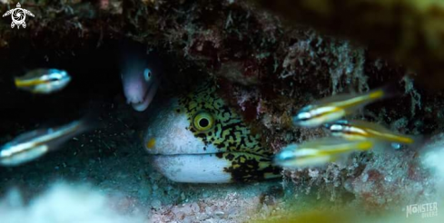 A Snowflake eel 