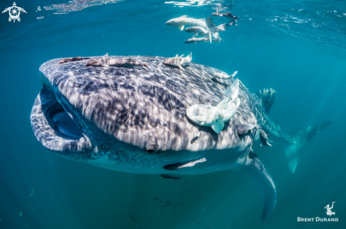 A Whale Shark