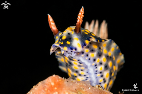 A Nudibranch