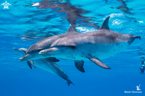 A Atlantic Spotted Dolphins