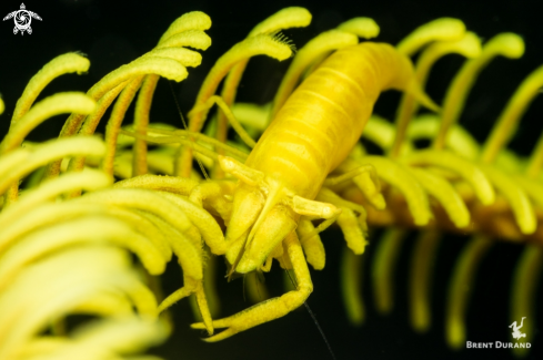 A Crinoid Shrimp