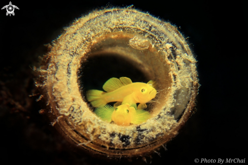 A Lubricogobius exiguus | Yellow coral goby