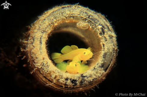 A Yellow coral goby