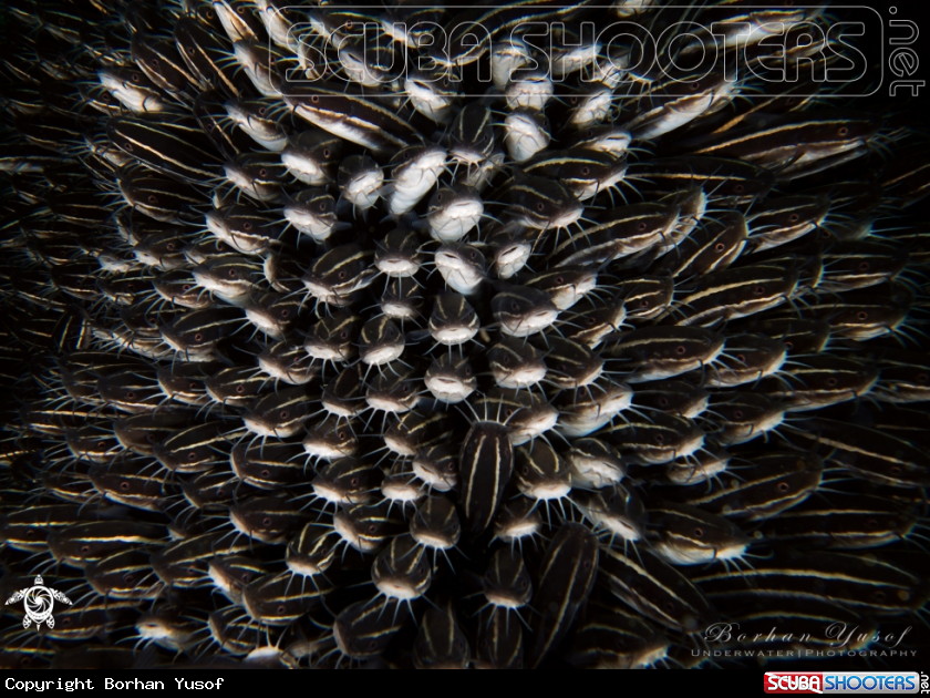 A Coral Catfish, Striped Eel Catfish