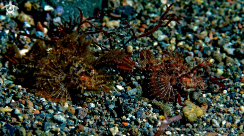 A Pteroidichthys amboinensis | Ambon Skorpion Fish