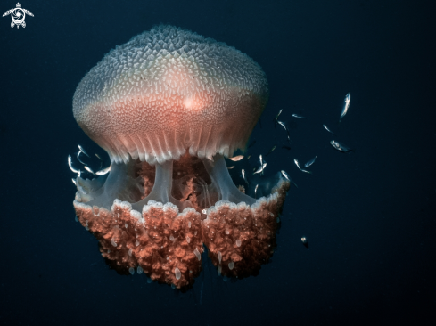 A Thysanostoma thysanura | Jellyfish