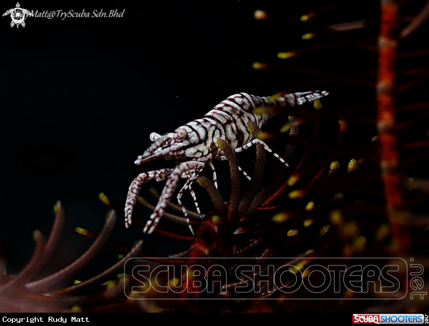 A Feather star shrimp