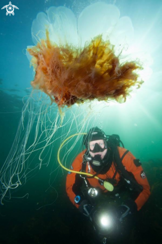 A Lions mane jelly