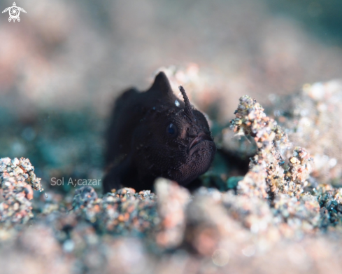 A Black juvenile frogfish