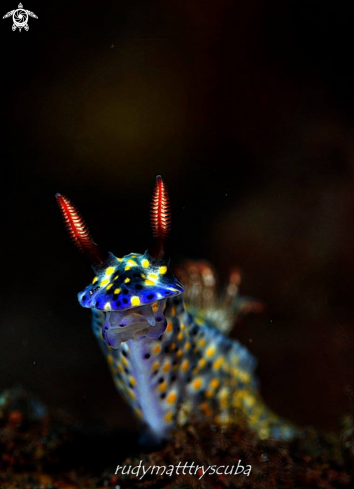 A Hypselodoris kanga | Nudibranch