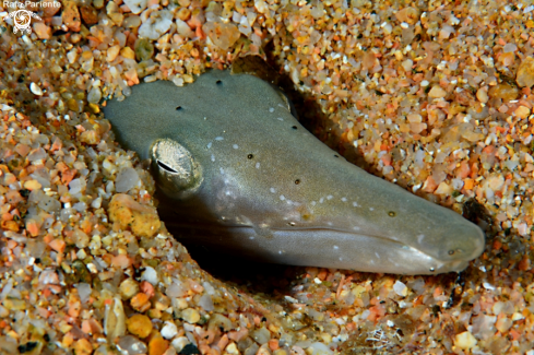 A Ariosoma balearicum | Congrio de arena