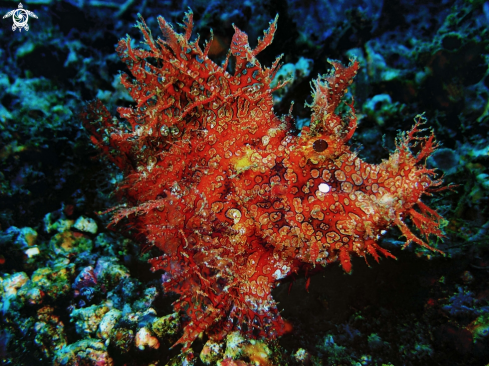 A Rhinopias frondosa | Weedy Scorpionfish