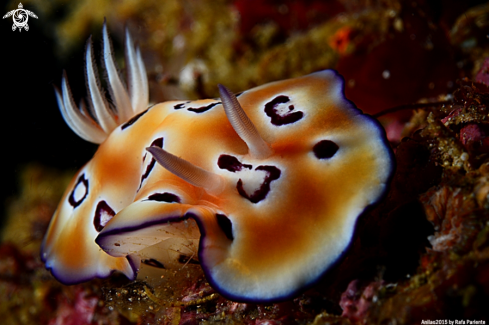 A Chromodoris leopardus | Chromodoris