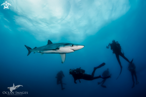 A Blue Shark