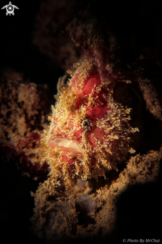 A Ocellated Frogfish