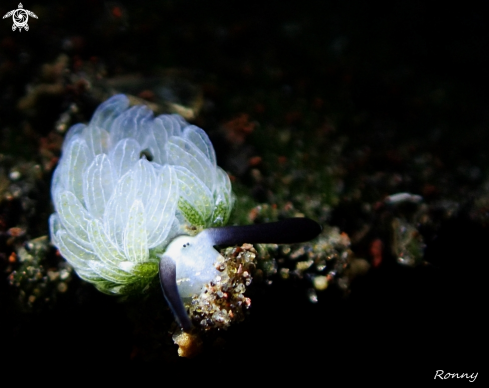 A Costasiella usagi