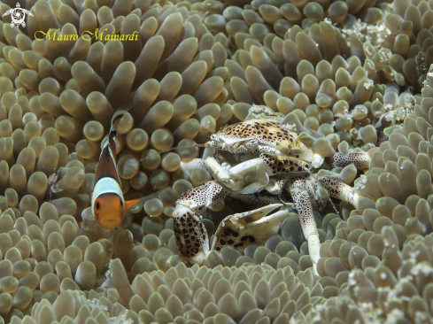 A Porcelain crab & puppy