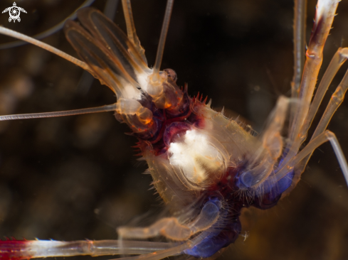 Banded coral shrimp