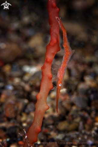 A Tozeuma lanceolatum | Shrimp