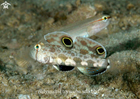 A Signigobius biocellatus | Crab eye goby