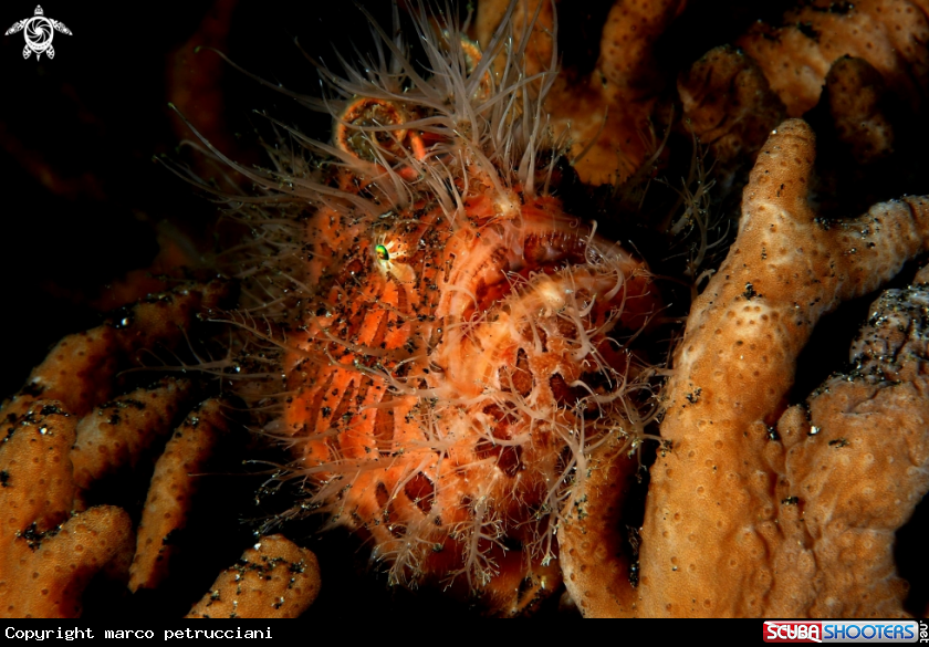 A Hairy frog fish