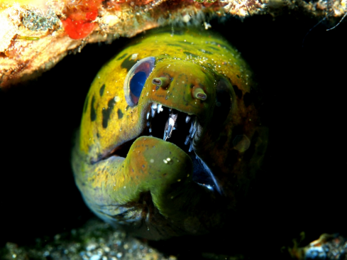 A Muraena helena - Moray