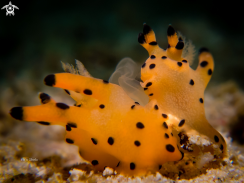 A Nudibranch ( Mating )