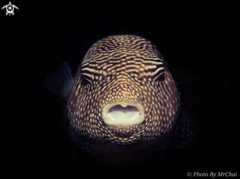 A Arothron meleagris | Guineafowl Puffer Fish