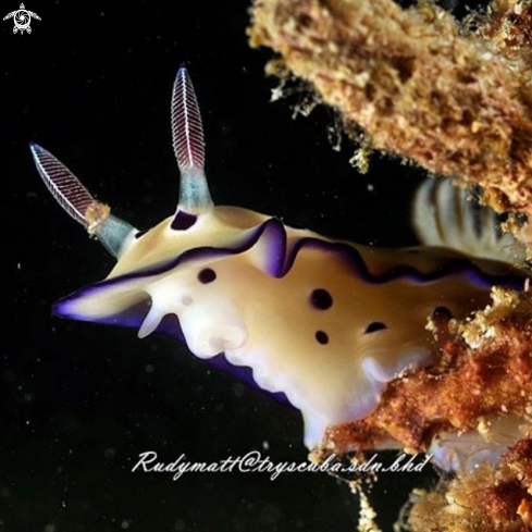 A Hypselodoris tryoni | Nudibranch