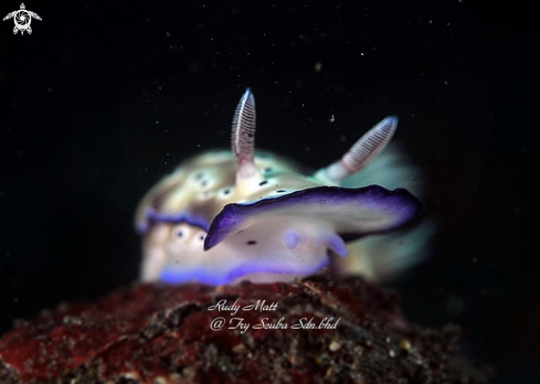 A Nudibranch