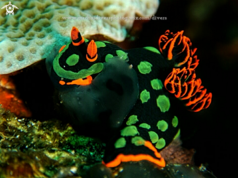 A nembrotha kubaryana | Broccoli nudibranch