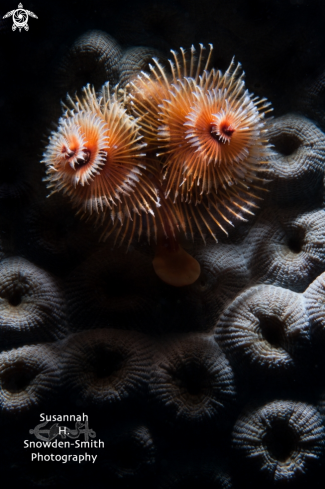 A Spirobranchus giganteus | Christmas Tree Worms