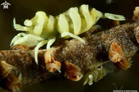 A Pontonides unciger | Gamba del coral latigo