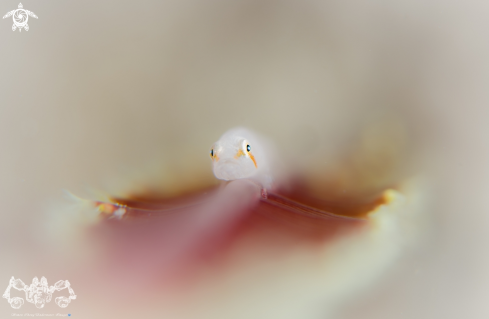 A Seapen Goby 