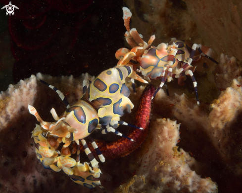 A Hymenocera picta | Harlequin shrimp