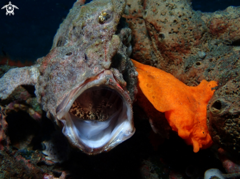 A Frogfish