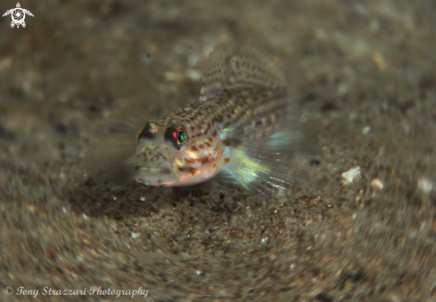 A Nesogobius sp | Sand Goby