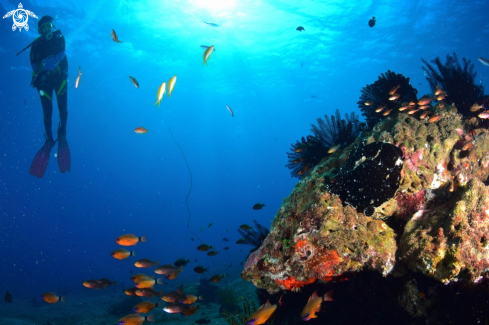 A Antennarius commerson | Giant Frogfish