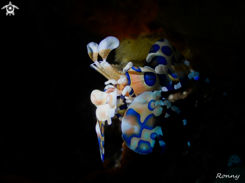 A Hymenocera Picta | Harlequin Shrimp