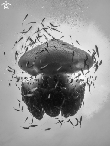A Thysanostoma thysanura | Jellyfish